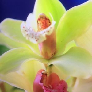 Meet your Posher, Jessie